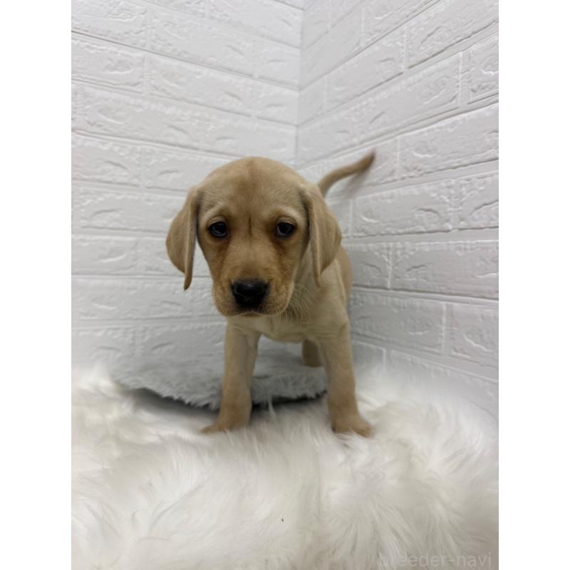 販売中の東京都のラブラドールレトリーバー-429428の7枚目