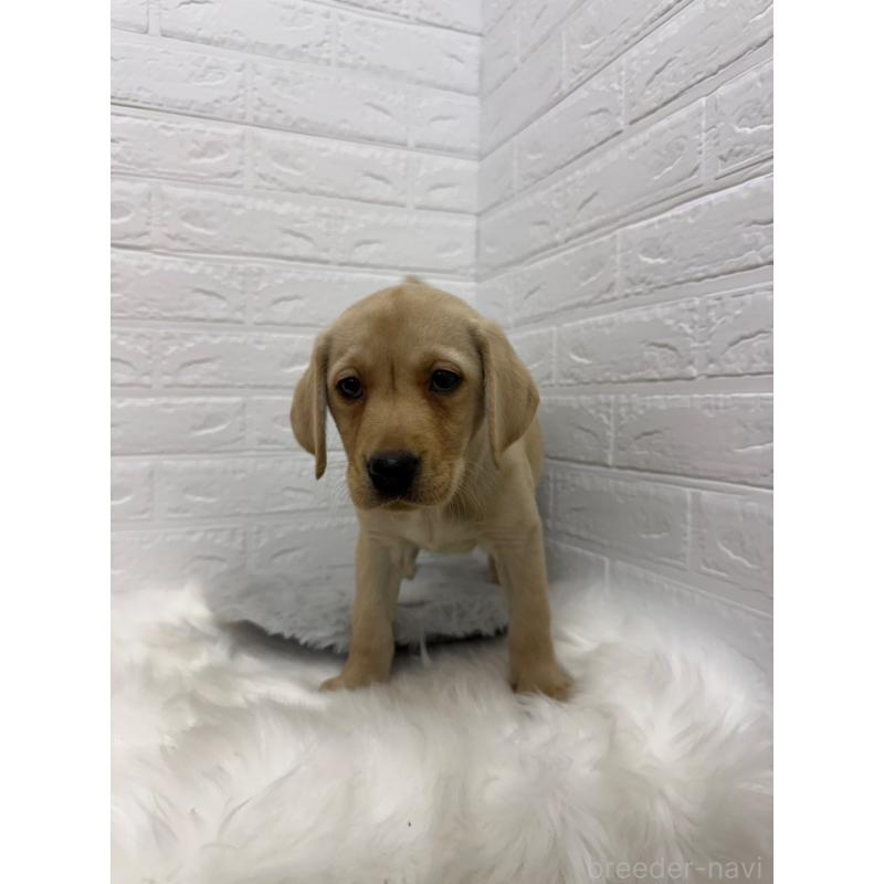 販売中の東京都のラブラドールレトリーバー-429428の5枚目