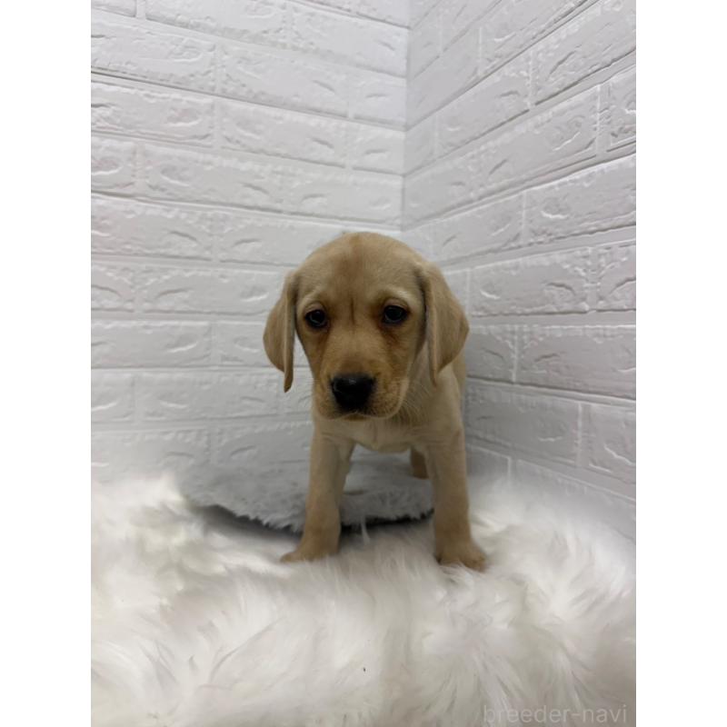販売中の東京都のラブラドールレトリーバー-429428の4枚目