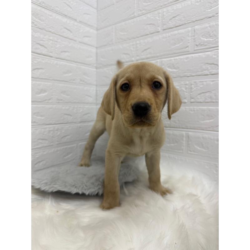 販売中の東京都のラブラドールレトリーバー-429428の3枚目