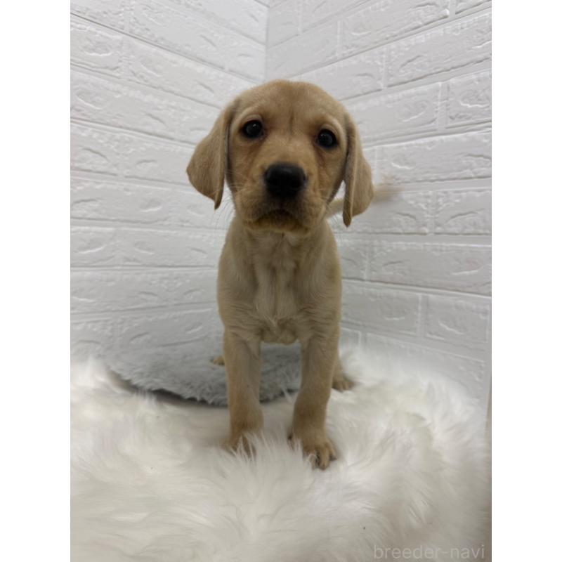 販売中の東京都のラブラドールレトリーバー-429428の2枚目