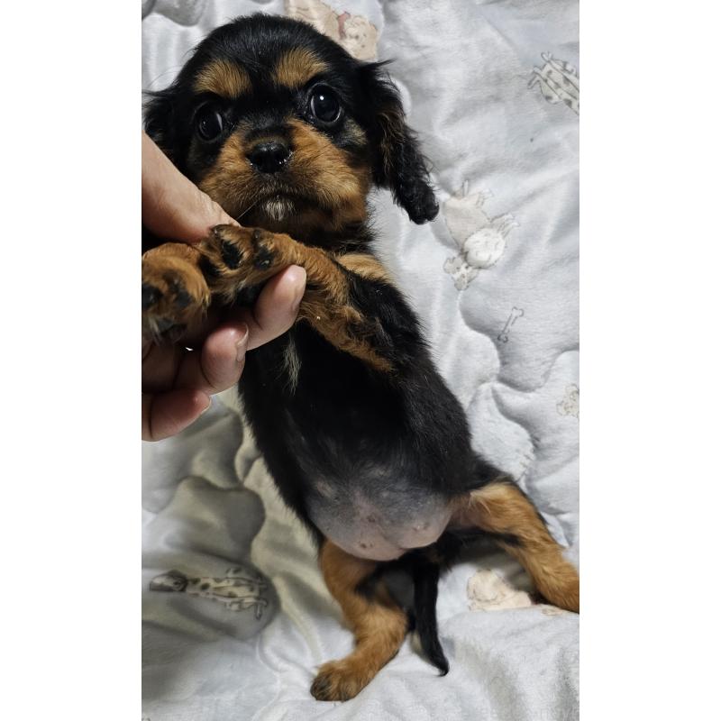 成約済の岩手県のキャバリアキングチャールズスパニエル-429191の6枚目