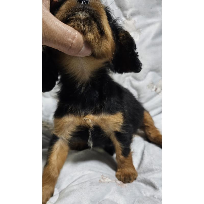 成約済の岩手県のキャバリアキングチャールズスパニエル-429191の5枚目