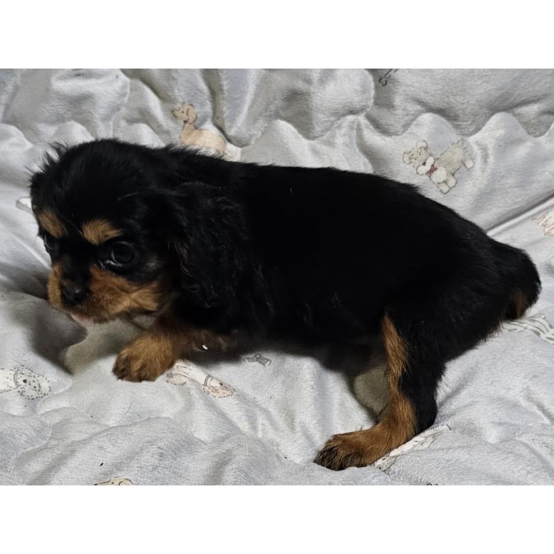 成約済の岩手県のキャバリアキングチャールズスパニエル-429191の4枚目