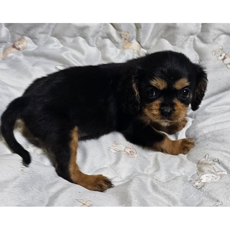 成約済の岩手県のキャバリアキングチャールズスパニエル-429191の3枚目