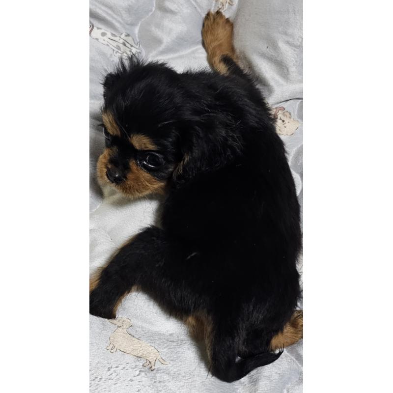 成約済の岩手県のキャバリアキングチャールズスパニエル-429191の2枚目