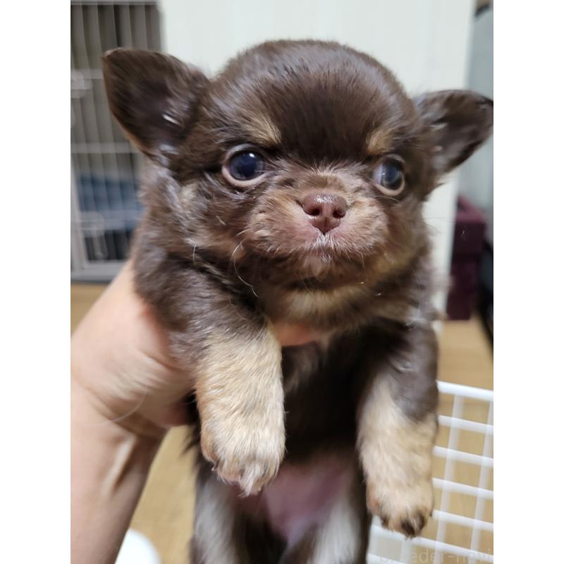 成約済の千葉県のチワワ(ロングコート)-424443の5枚目