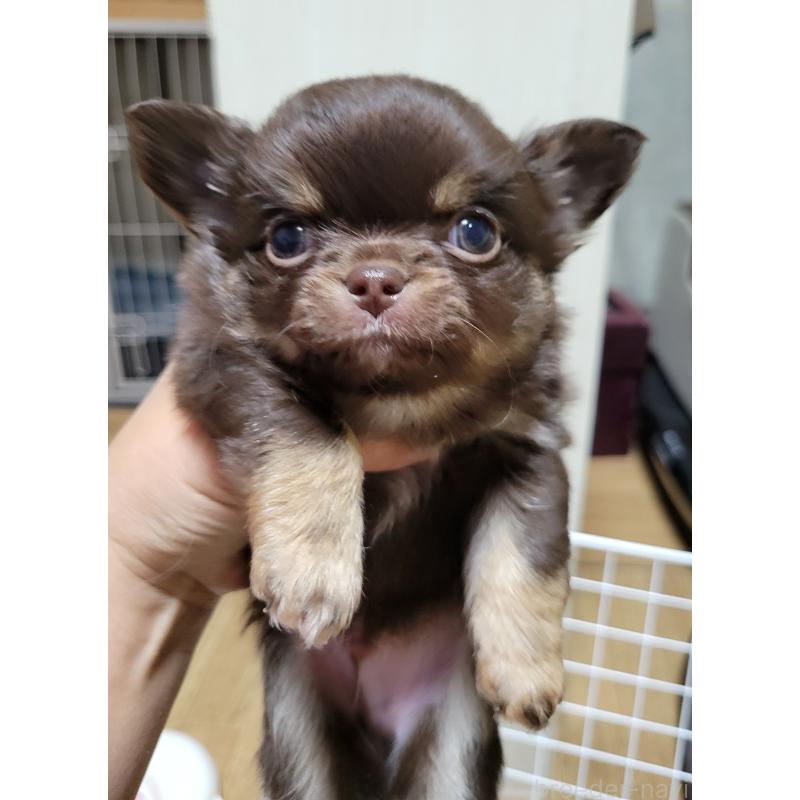 成約済の千葉県のチワワ(ロングコート)-424443の4枚目