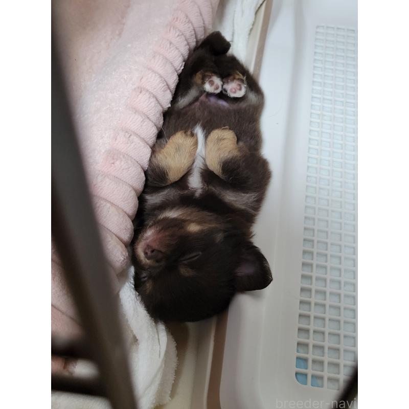 成約済の千葉県のチワワ(ロングコート)-424443の3枚目