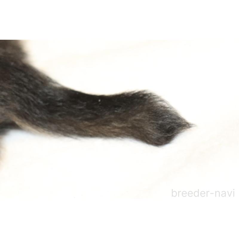 販売中の広島県のミニチュアダックスフンド(ロングヘアード)-429429の3枚目