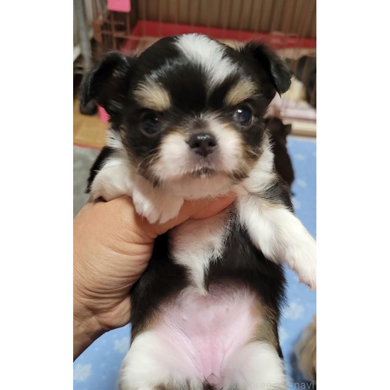 成約済の千葉県のチワワ(ロングコート)-424444の12枚目