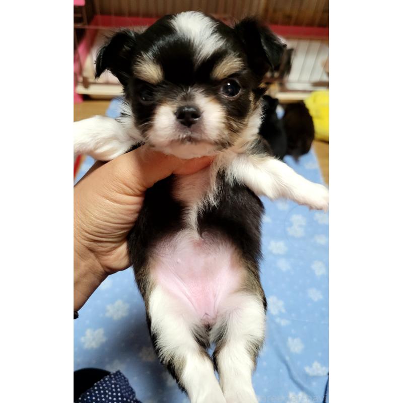 成約済の千葉県のチワワ(ロングコート)-424444の11枚目