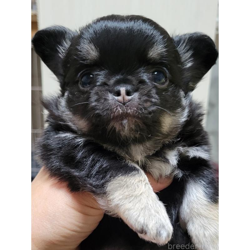 成約済の千葉県のチワワ(ロングコート)-424437の6枚目