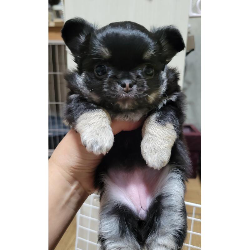 成約済の千葉県のチワワ(ロングコート)-424437の5枚目