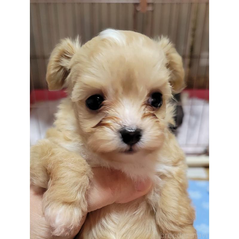 成約済の千葉県のチワプー:チワワ×トイプードル-427890の8枚目