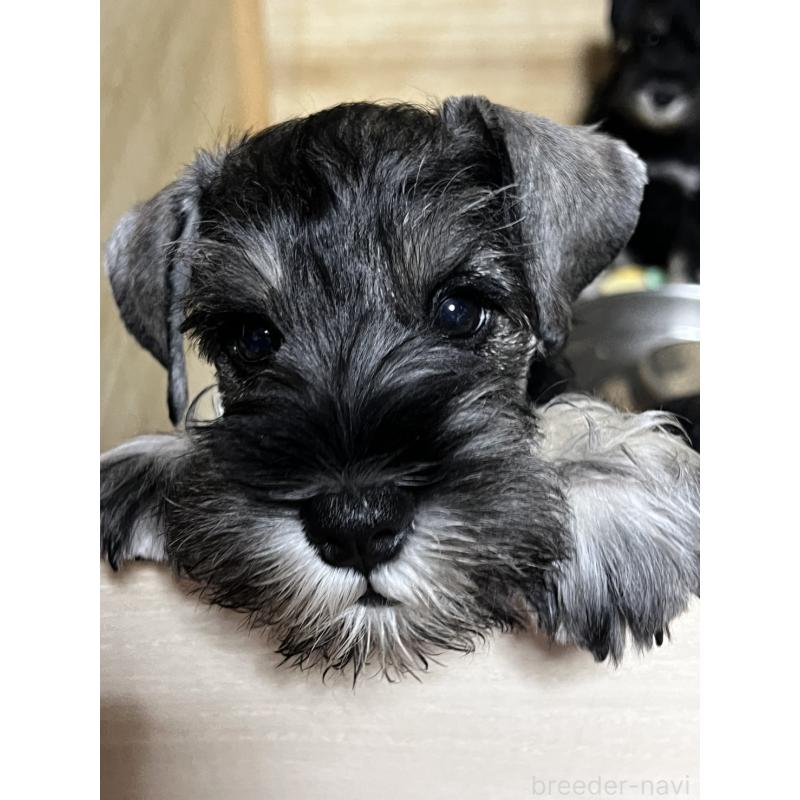 販売中の広島県のミニチュアシュナウザー-429431の4枚目