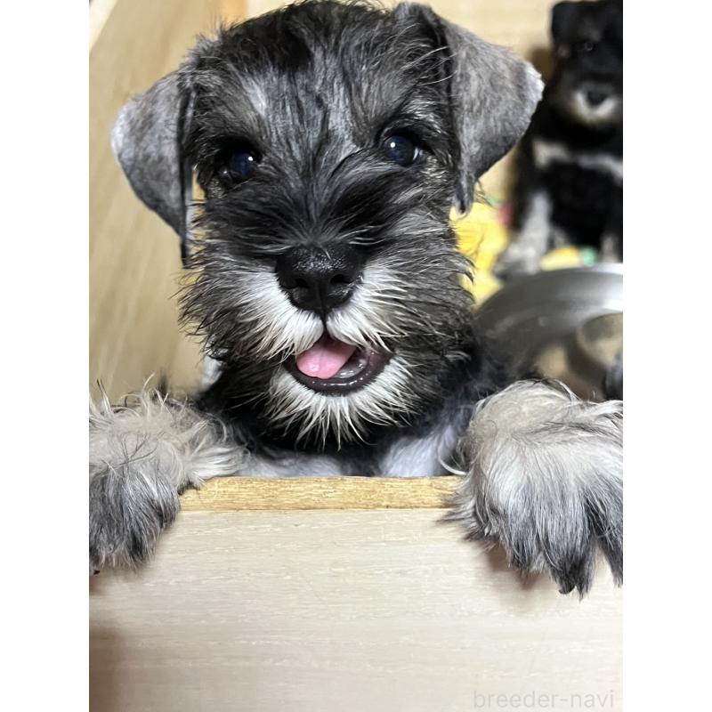 販売中の広島県のミニチュアシュナウザー-429431の3枚目