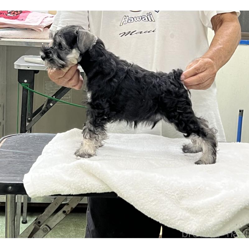 販売中の広島県のミニチュアシュナウザー-429431の2枚目