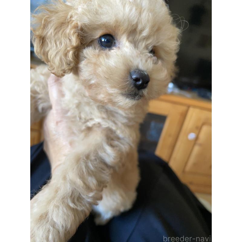 販売中の福岡県のタイニープードル-429432の4枚目