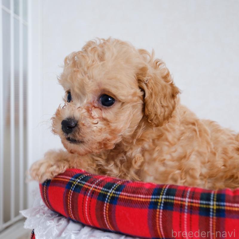 販売中の福岡県のタイニープードル-429432