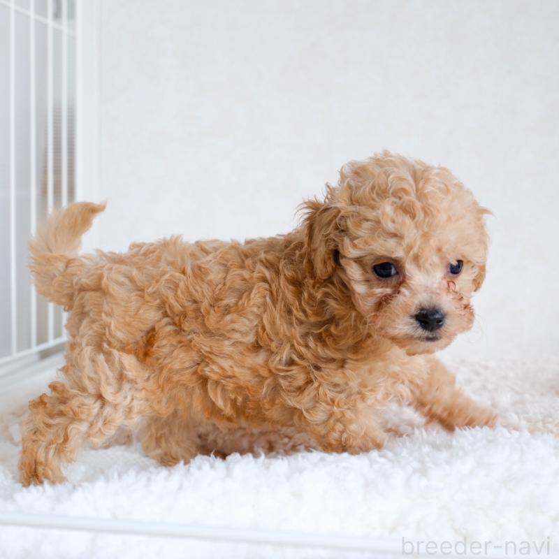 販売中の福岡県のタイニープードル-429432の3枚目