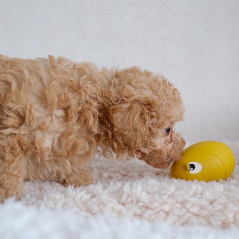 販売中の福岡県のタイニープードル-429432の2枚目