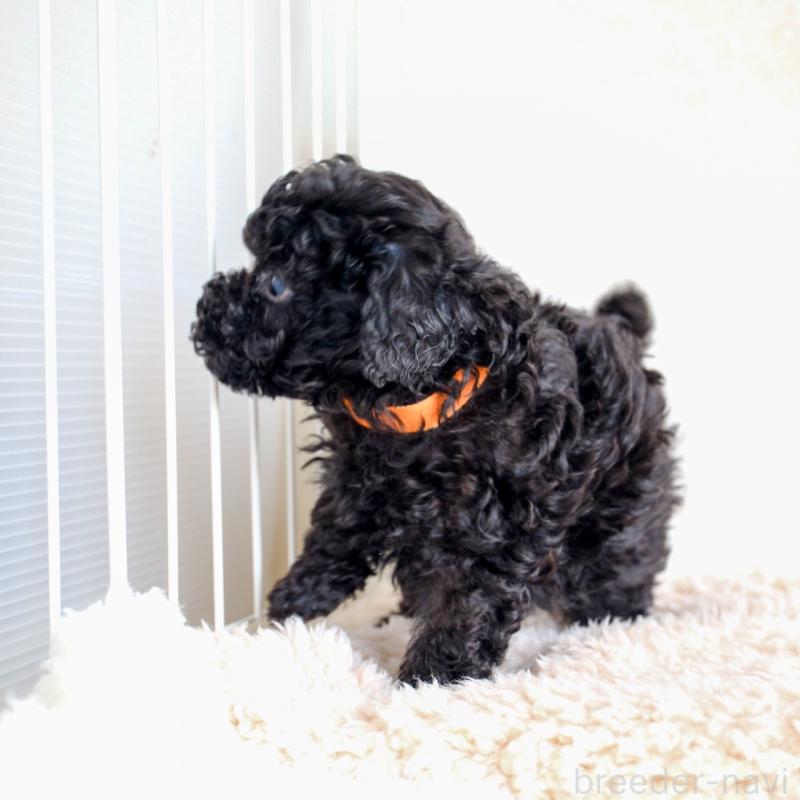 販売中の福岡県のタイニープードル-429433の3枚目