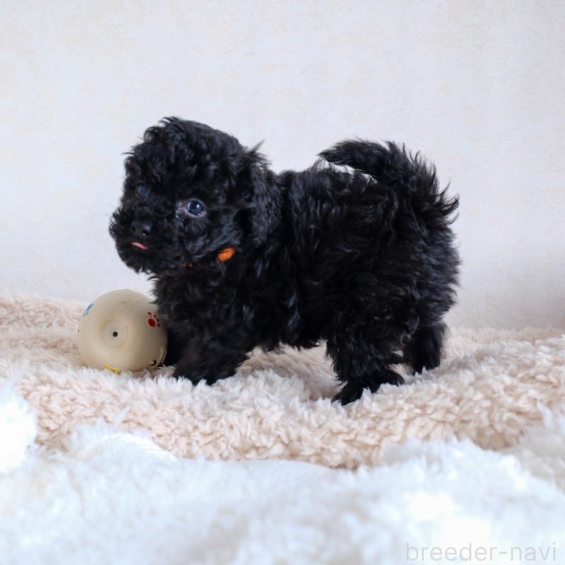販売中の福岡県のタイニープードル-429433の2枚目
