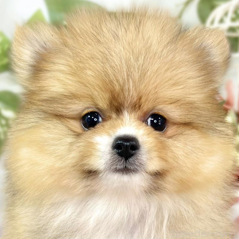 販売中の滋賀県のポメラニアン-427763