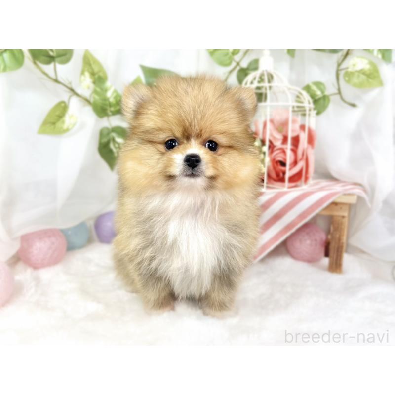 成約済の滋賀県のポメラニアン-427763の4枚目