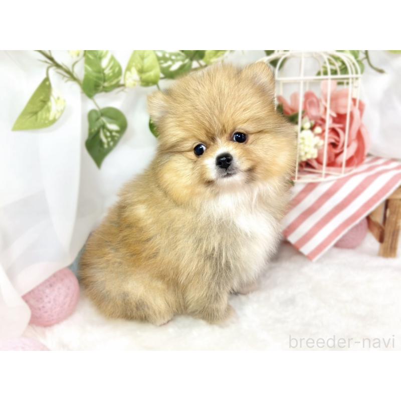 成約済の滋賀県のポメラニアン-427763の2枚目