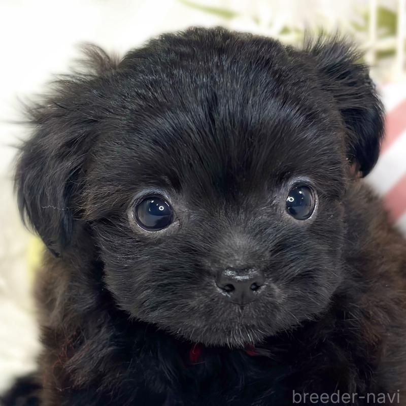 販売中ののチワプー:チワワ×トイプードル-427791