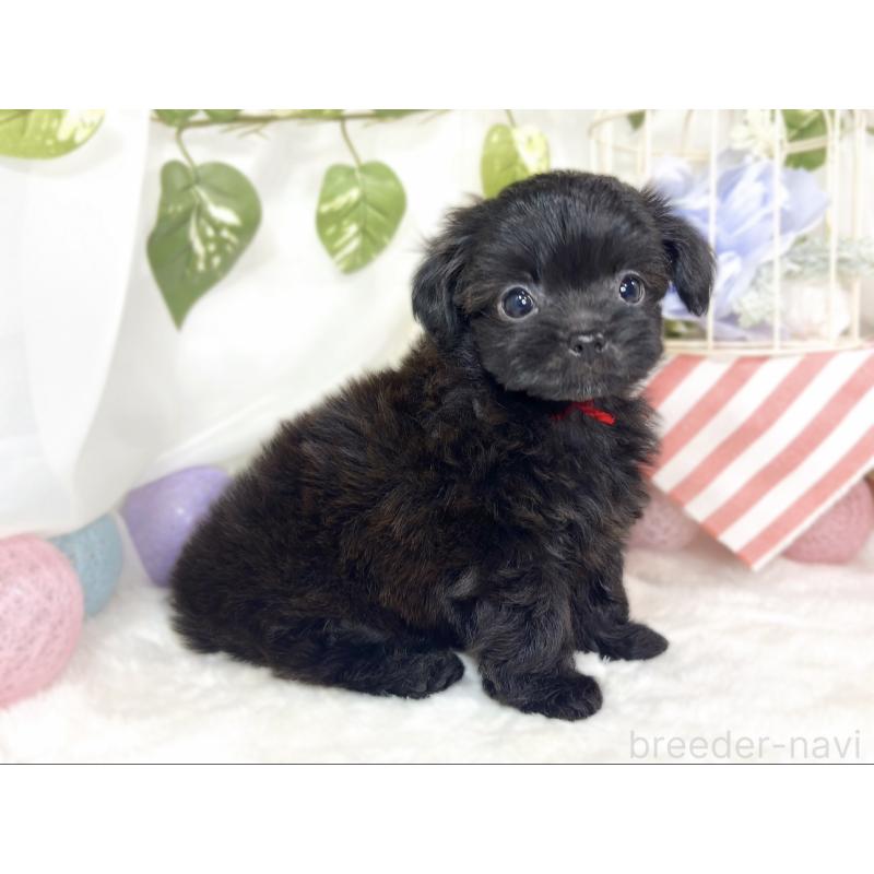 成約済の滋賀県のチワプー:チワワ×トイプードル-427791の3枚目