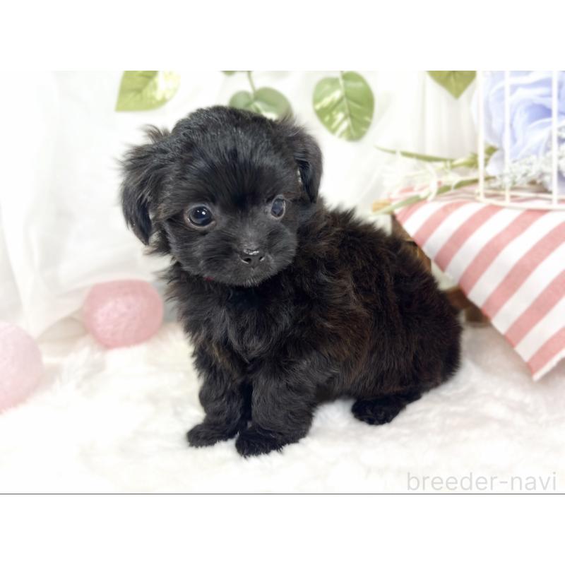 成約済の滋賀県のチワプー:チワワ×トイプードル-427791の2枚目