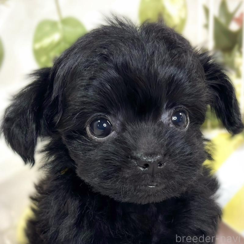 成約済の滋賀県のチワプー:チワワ×トイプードル-427794