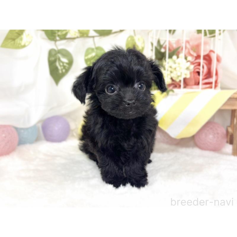 成約済の滋賀県のチワプー:チワワ×トイプードル-427794の4枚目