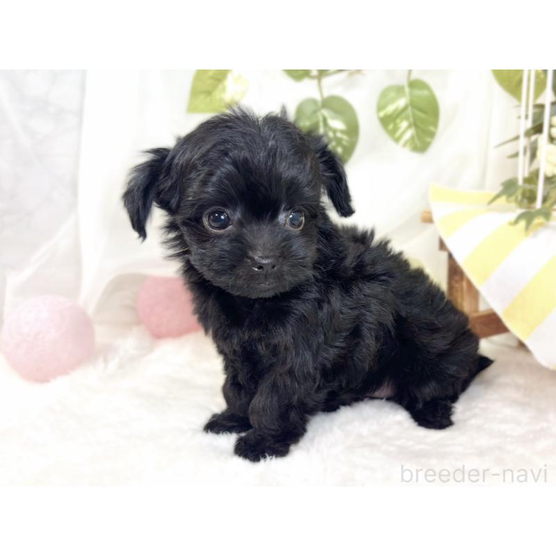 成約済の滋賀県のチワプー:チワワ×トイプードル-427794の3枚目