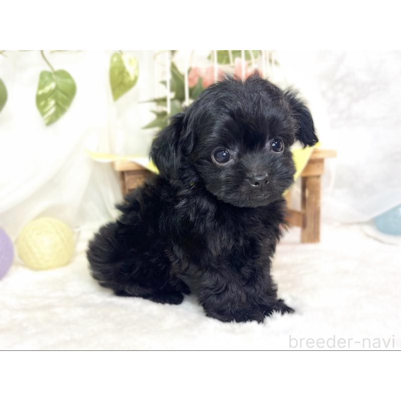 成約済の滋賀県のチワプー:チワワ×トイプードル-427794の2枚目