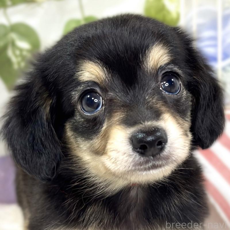 販売中の滋賀県のチワックス:チワワ×ミニチュアダックスフンド-427799