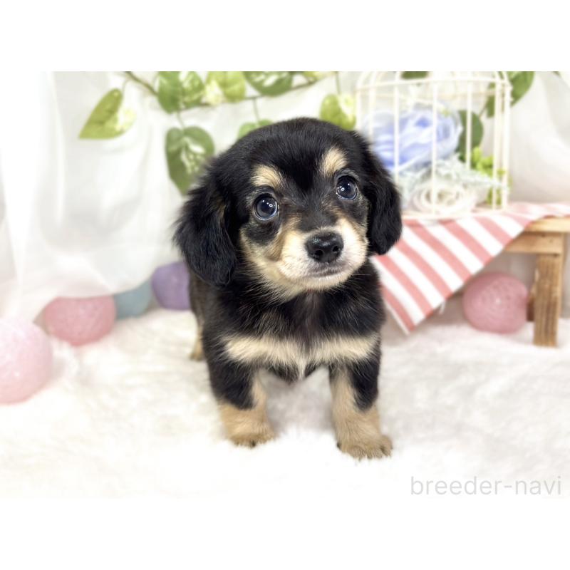 成約済の滋賀県のチワックス:チワワ×ミニチュアダックスフンド-427799の4枚目