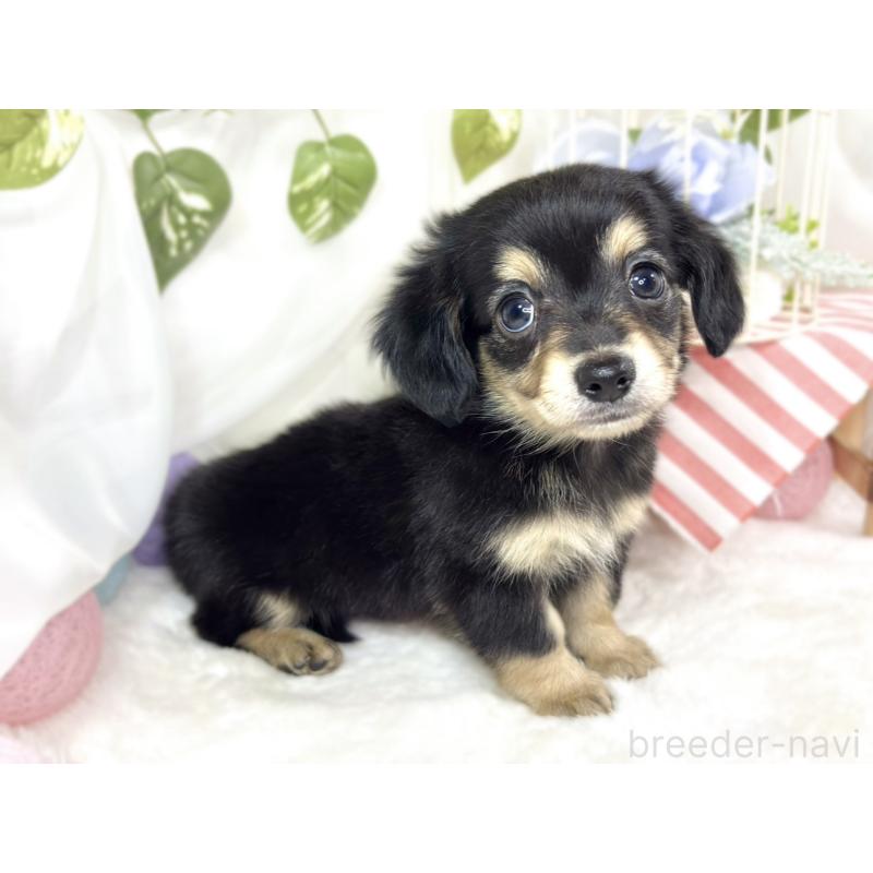 成約済の滋賀県のチワックス:チワワ×ミニチュアダックスフンド-427799の3枚目