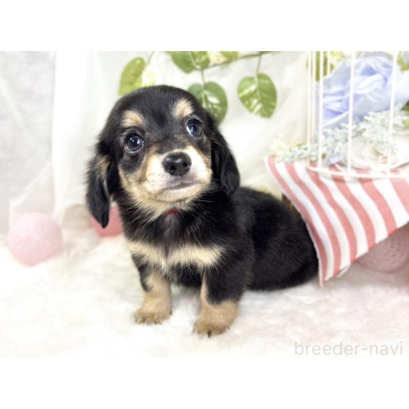 成約済の滋賀県のチワックス:チワワ×ミニチュアダックスフンド-427799の2枚目