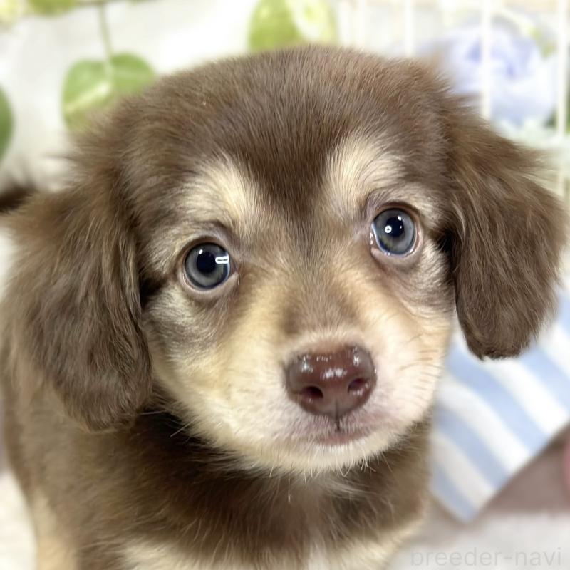 販売中の滋賀県のチワックス:チワワ×ミニチュアダックスフンド-427800