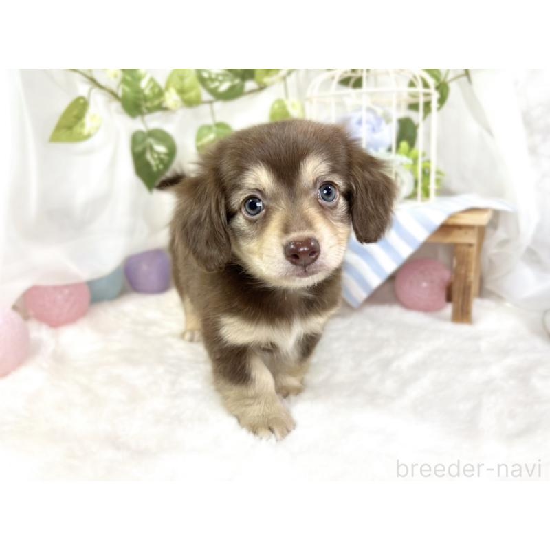 成約済の滋賀県のチワックス:チワワ×ミニチュアダックスフンド-427800の4枚目