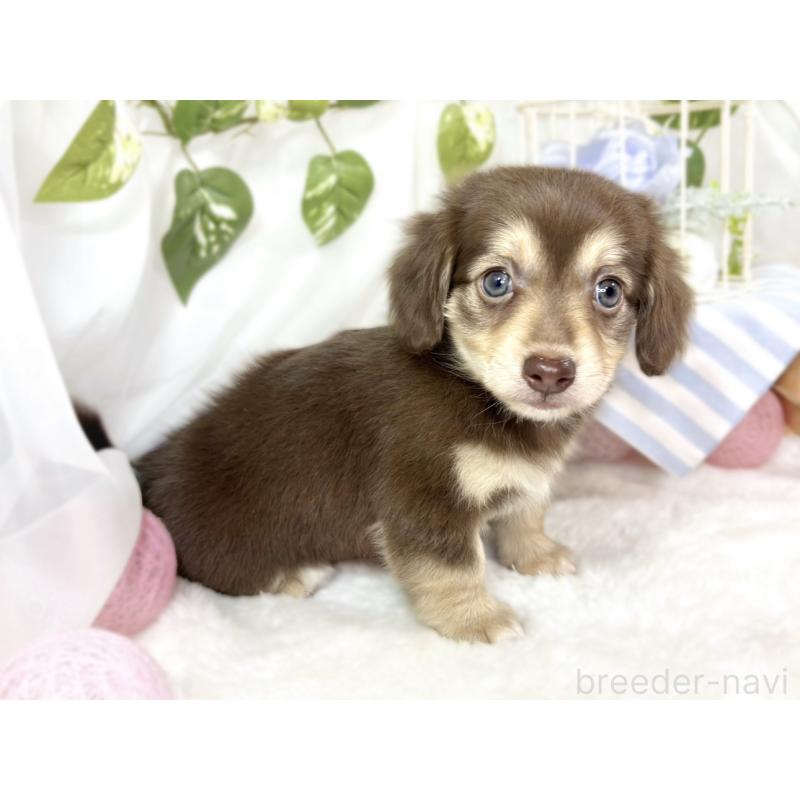 成約済の滋賀県のチワックス:チワワ×ミニチュアダックスフンド-427800の3枚目