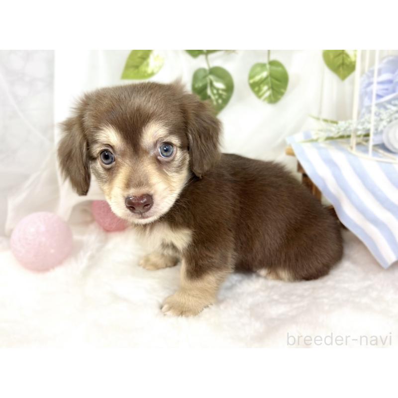 成約済の滋賀県のチワックス:チワワ×ミニチュアダックスフンド-427800の2枚目