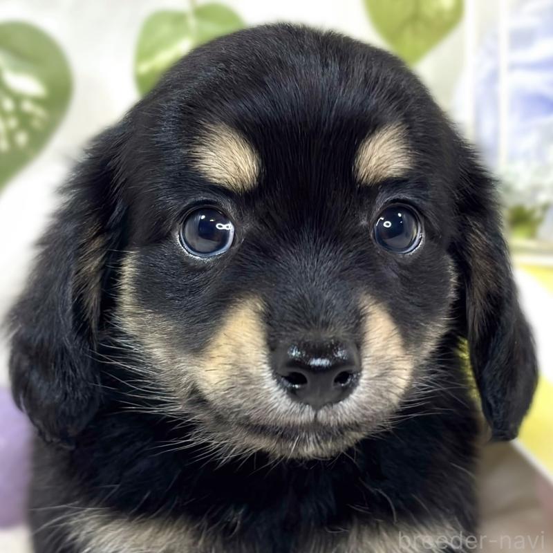 販売中の滋賀県のチワックス:チワワ×ミニチュアダックスフンド-427801