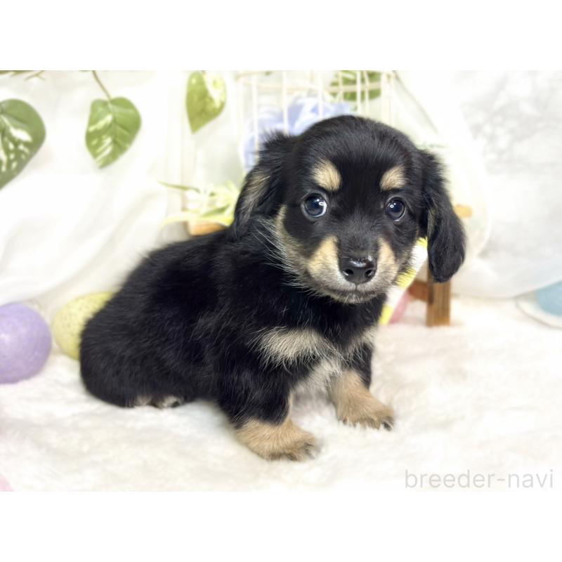 成約済の滋賀県のチワックス:チワワ×ミニチュアダックスフンド-427801の3枚目