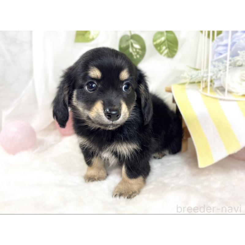 成約済の滋賀県のチワックス:チワワ×ミニチュアダックスフンド-427801の2枚目