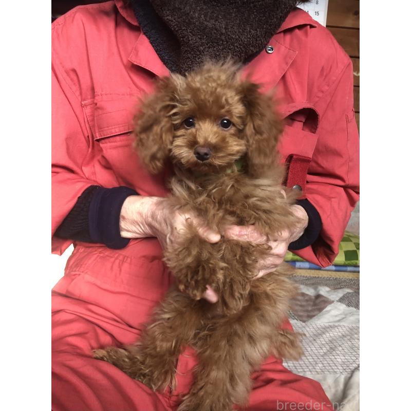 販売中の兵庫県のトイプードル-413436